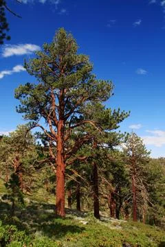 Ponderosa pine Photos