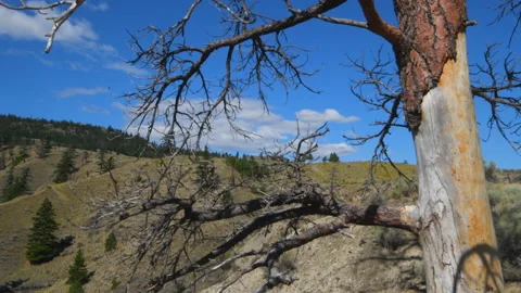 Ponderosa Pine snag, dead tree, in grassland, 4k Video stock 156360143