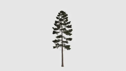 Ponderosa pine Tree blowing in the wind. Alpha Channel. Loop Animation Stock Footage 276691275