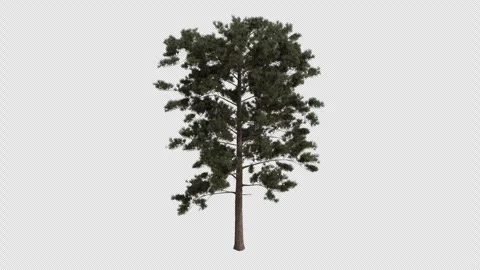 Ponderosa pine Tree blowing in the wind. Alpha Channel. Loop Animation Video stock 276691533