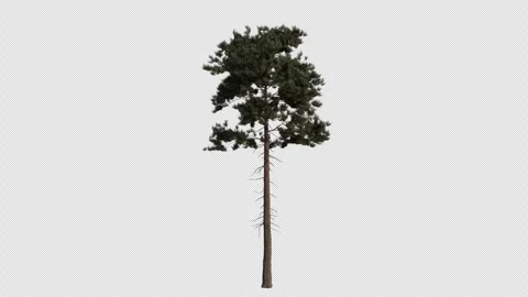 Ponderosa pine Tree blowing in the wind. Alpha Channel. Loop Animation Stock Footage 316208384