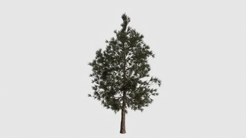 Ponderosa pine Tree blowing in the wind. Alpha Channel. Loop Animation Stock Footage 316208885