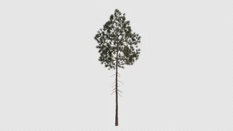 Ponderosa pine Tree blowing in the wind. Alpha Channel. Loop Animation Stock Footage 316208886