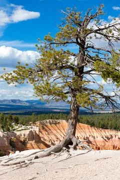 A Ponderosa Pine tree with exposed roots in Bryce Canyon National Park, Utah Stock Photos