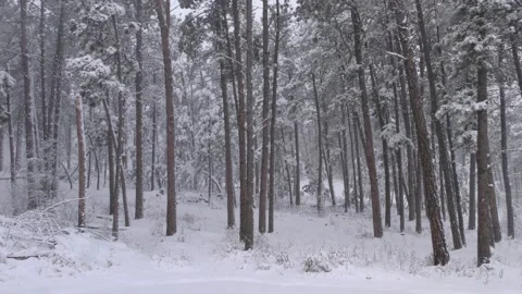 Ponderosa Pine Tree Stand Forest in Winter Snow Snowstorm Swaying Trees Stock Footage 132906962