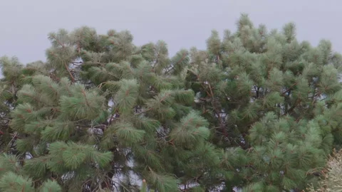 Ponderosa Pine Trees in the Wind Slow Motion Stock Footage 139505330