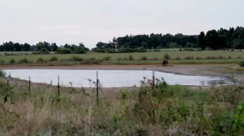 Pond.mp4 스톡 동영상 8850273