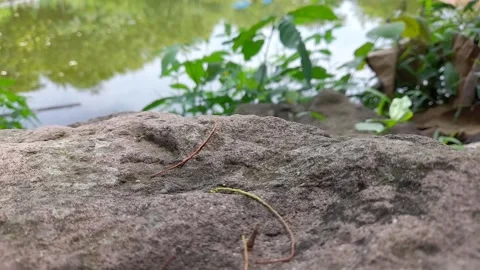 Ponds and Natural Stone Stock Footage 218657498