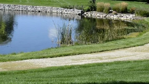 Ponds edge 2 Stock Footage 84872494