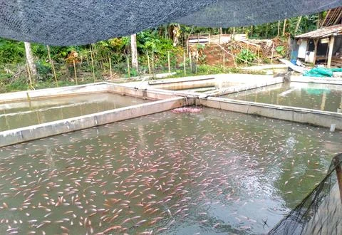 Ponds fish Stock Photos