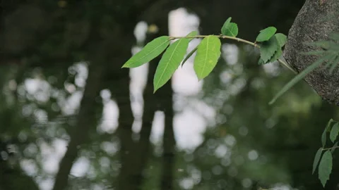 Pondside Calm: Green Leaf Close-up Against Tranquil Green Water Surface Stock Footage 321197416