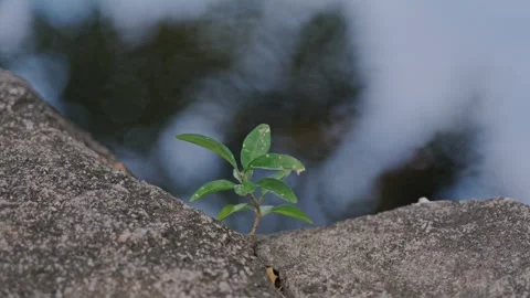 Pondside Calm: Green Leaf Close-up Against Tranquil Green Water Surface 스톡 동영상 321197752