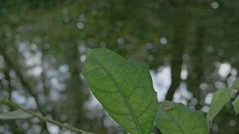 Pondside Calm: Green Leaf Close-up Against Tranquil Green Water Surface 스톡 동영상 321200185