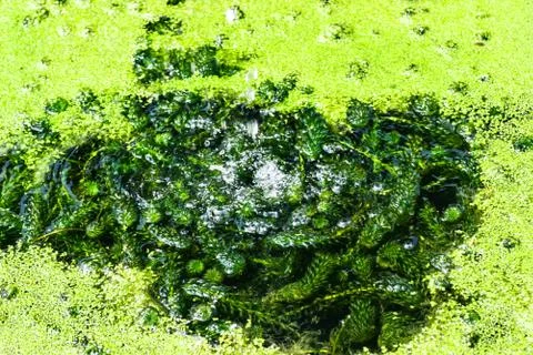 Pondweed Stock Photos