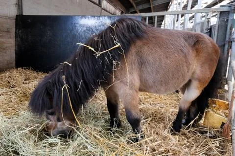 Poney Stock Photos