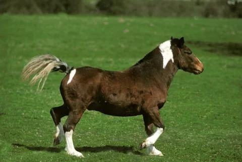 PONEY Stock Photos