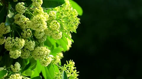 Pong pong tree or devil tree are blooming, smelly at the end of the rain Stock Footage 138742990