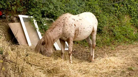 Poni Stock Footage 138714273