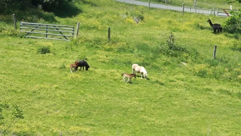 Ponies and Colts grazing and playing in a field Stock Footage 5299174