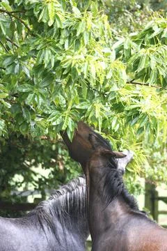 Ponies browsing on sweet chesnut tree / leaves Stock Photos