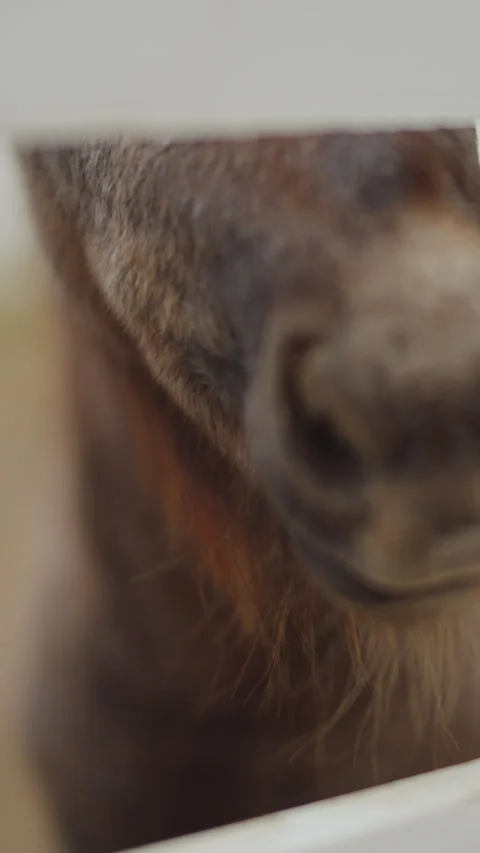 Ponies chewing carrots standing behind a fence, close up vertical video. Stock Footage 252064760