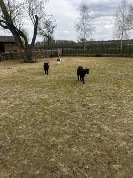 Ponies in the Distance 库存照片