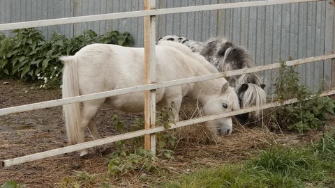 Ponies eat hay Stock-Footage 126080324