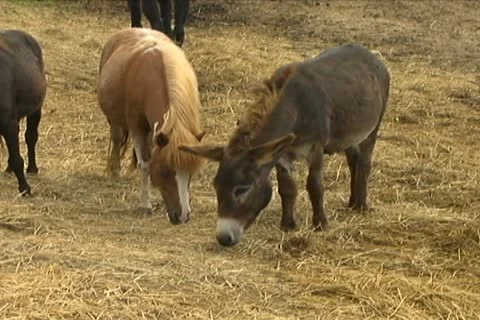 Ponies Eating Hay Stock Footage 10775249