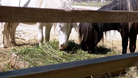 Ponies Eating Hay Stock Footage 293178334
