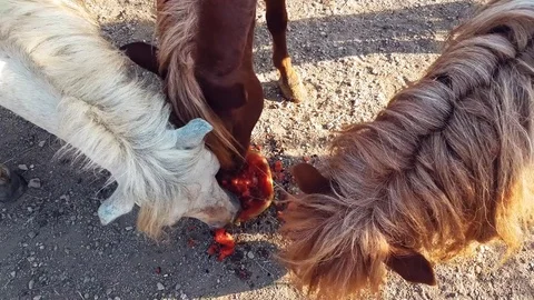Ponies eating a watermelon Stock Footage 80332353