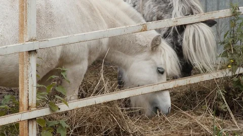 Ponies eats hay closer Stock-Footage 126080322
