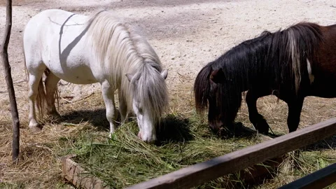 Ponies Enjoying Hay Close-Up Stock Footage 293219014