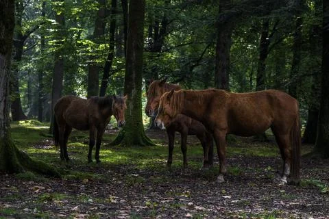 Ponies-Equus ferus caballus. Stock Photos