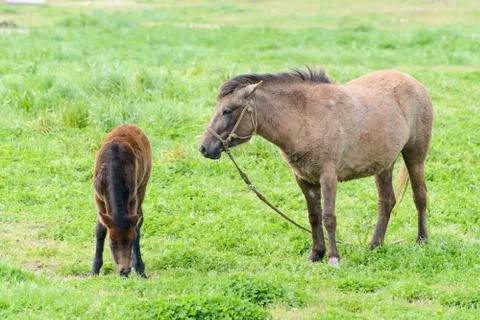 Ponies in a field Stock Photos