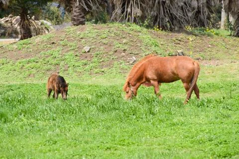 Ponies in a field Stock Photos