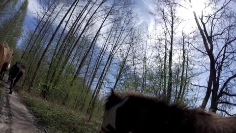 Ponies. Stock Footage 77677430