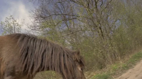 Ponies. Видео 77677441