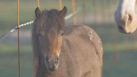 Ponies. Видео 77678011