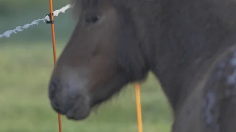 Ponies. Stock Footage 77678035
