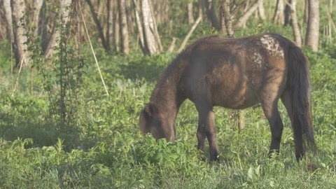 Ponies. Stock Footage 77678068