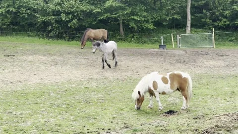 Ponies grazing in country paddock Stock-Footage 335589159