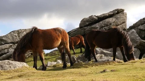 Ponies grazing, Dartmoor, Devon Stock Footage 72606311