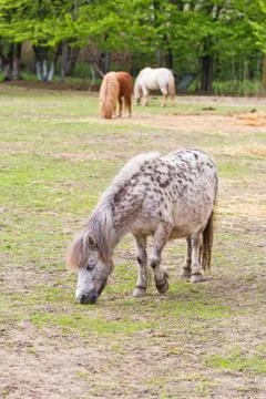 Ponies grazing Stock Photos