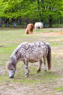Ponies grazing Stock Photos