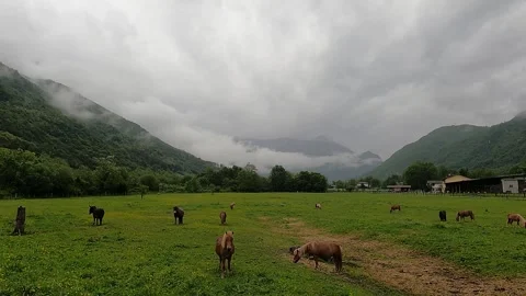 Ponies grazing under a cloudy sky in Valsassina Video stock 242108113