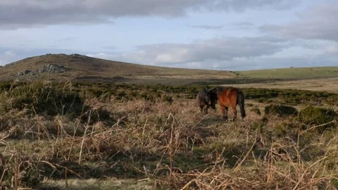 Ponies greeting each other Stock Footage 72903710