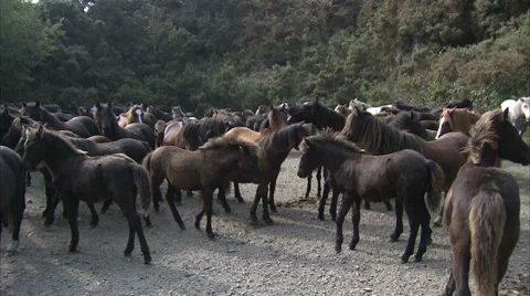 Ponies in a group Video stock 8826676