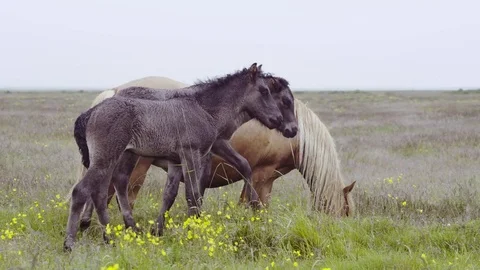 Ponies in Iceland Stock Footage 78711375
