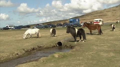 Ponies near a carpark Video stock 8828070