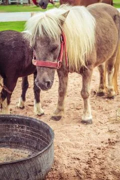 Ponies in the paddock Stock Photos